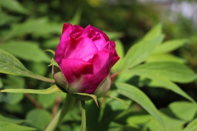 Paeonia suffruticosa - pivoňka keřovitá - květ 2